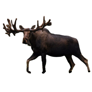 Moose, elk PNG-66264